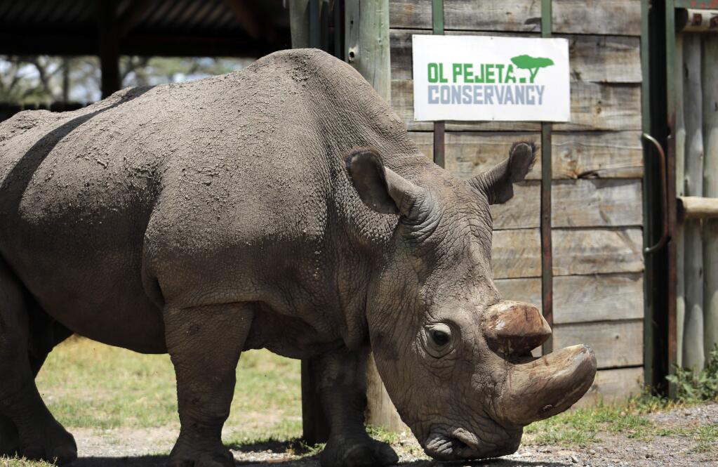FILE - In this Wednesday, May 3, 2017, file photo, Sudan, the world's last male northern white rhino, is photographed at the Ol Pejeta Conservancy in Laikipia county in Kenya. Researchers say Sudan has died after 'age-related complications.' A statement from the Ol Pejeta Conservancy in Kenya says the 45-year-old rhino was euthanized Monday, March 19, 2018, after his condition 'worsened significantly' and he was no longer able to stand. (AP Photo/File)