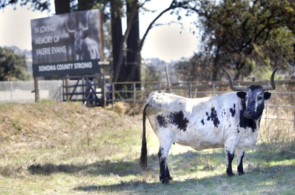 Angel, the long-horned steer belonging to Tubbs Fire Victim Valerie Evans, 75, is a Sonoma County favorite. Residents of the rural northern stretch of Coffey Lane, a few blocks from the Coffey Park neighborhood were happy to see the beloved pet return to the ranch in 2018. Although the remaining Evans family members Glyn, Houston and Victoria, have plans to build a log cabin ranch on the property, plans have progressed slowly. Houston Evans returns to the property daily to care for the family pet. (BETH SCHLANKER/THE PRESS DEMOCRAT)