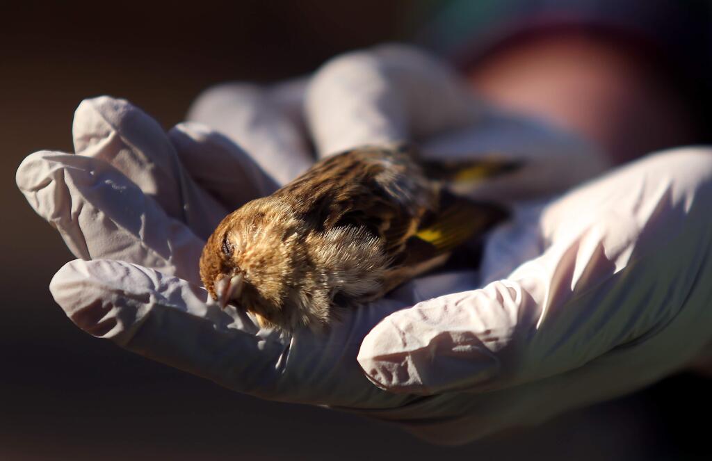 A dead pine siskin found by Adrienne Faulkner in her backyard, in Santa Rosa on Friday, February 20, 2015. (Christopher Chung/ The Press Democrat)