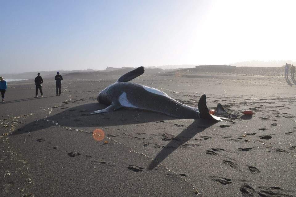 A whale washed up on the beach at MacKerricher State Park on Saturday, April 18, 2015. (WWW.FACEBOOK.COM/NAKEDWHALERESEARCH)