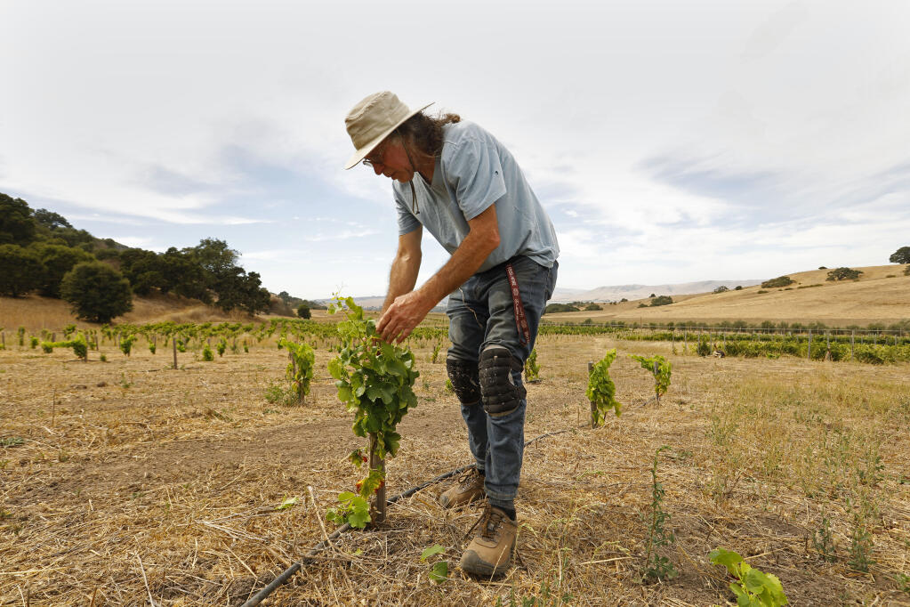 Randall Grahm, tending to some young Grenache Nour vines, is founder of Bonny Doon Vineyard in San Juan Bautista. (CAROLYN COLE / Los Angeles Times)