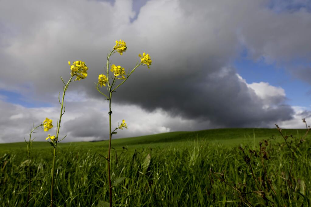 Mustard blooms catch the sunlight as rain clouds pass east of Petaluma, on Sunday, Feb. 3, 2019. (BETH SCHLANKER/ PD)