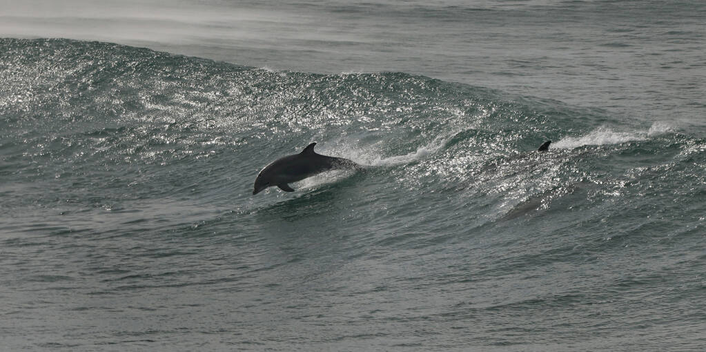 Dolphins play in the heavy tsunami surf at north Salmon Creek State Beach, Saturday, Jan. 15, 2022 north of Bodega Bay. (Kent Porter / The Press Democrat) 2022