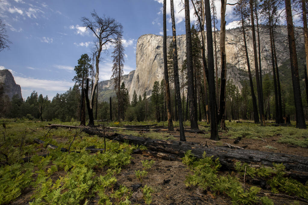 In Yosemite Valley, with a view of El Capitan, a patch of forest underwent a prescribed burn and logging, photographed on Wednesday, Aug. 17, 2022 in Yosemite Valley, California. (Brian van der Brug/Los Angeles Times/TNS)