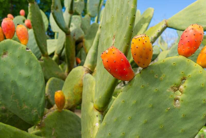 Opuntia ficus-indica with fruits - a spineless cactus hybridized by horticulturalist Luther Burbank, at Luther Burbank's Gold Ridge Experimental Farm, in Sebastopol, California. (Photo by Frank Schulenburg / Wikimedia Commons)