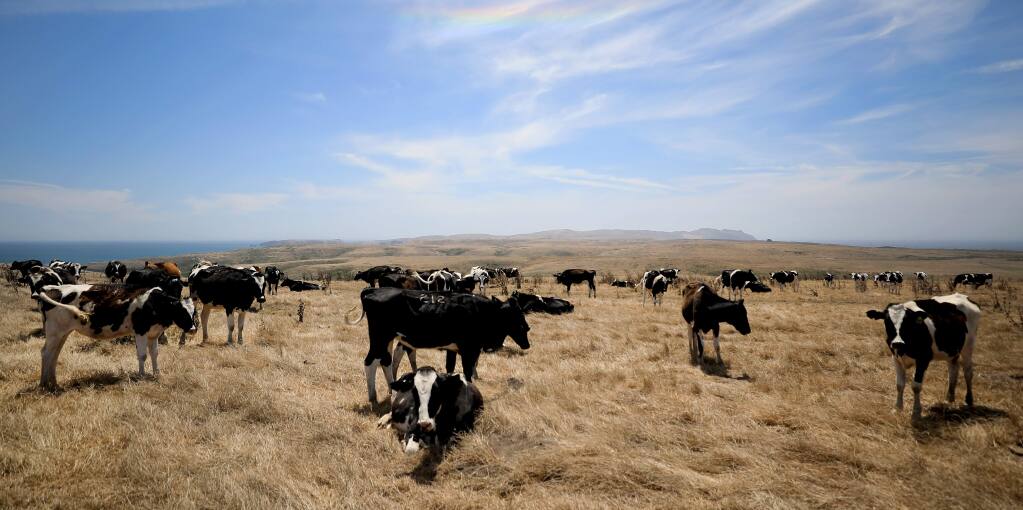Holstein cattle graze at mid day, Thursday, Aug. 8, 2019 at the Pt. Reyes National Seashore in Marin County. (Kent Porter / The Press Democrat) 2019