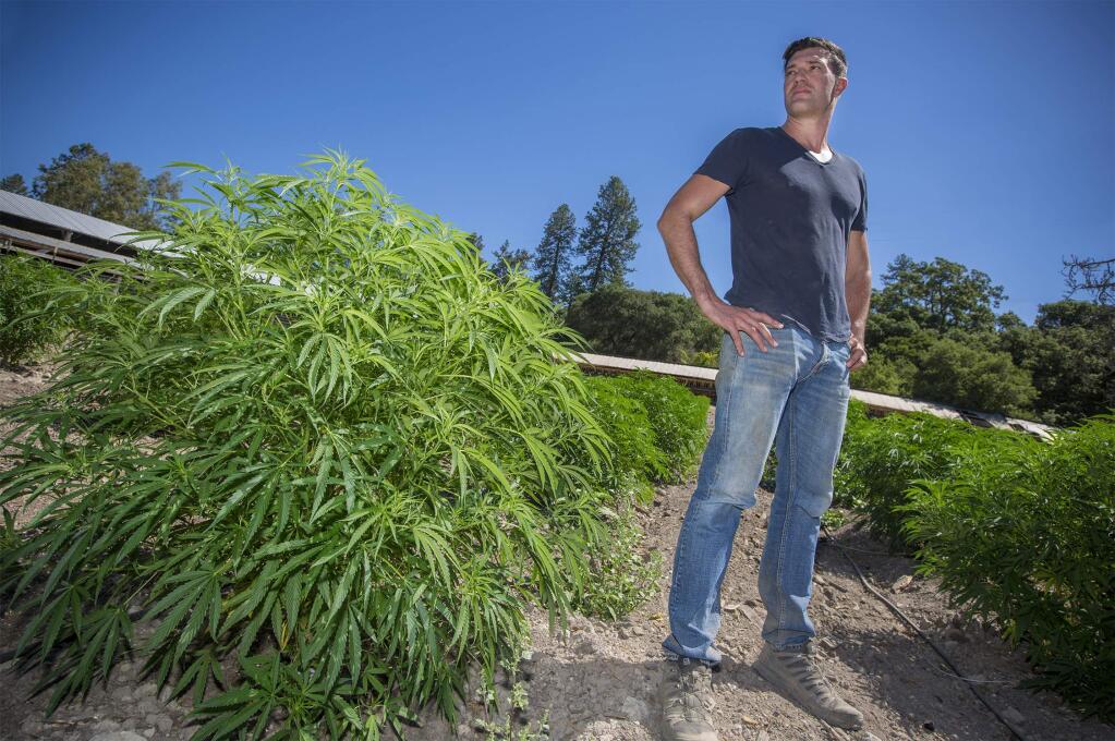 Erich Pearson surveys the biodynamically-grown plants at the SPARC cannabis farm, on an old turkey ranch in the Sonoma Valley. (Photo by Robbi Pengelly/Index-Tribune)
