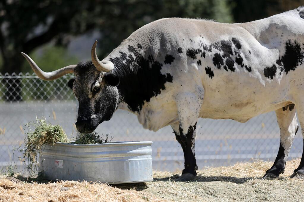 Angel, a Texas longhorn, at the Evans family property in Santa Rosa on Thursday, Aug. 22, 2019. (BETH SCHLANKER/ PD)