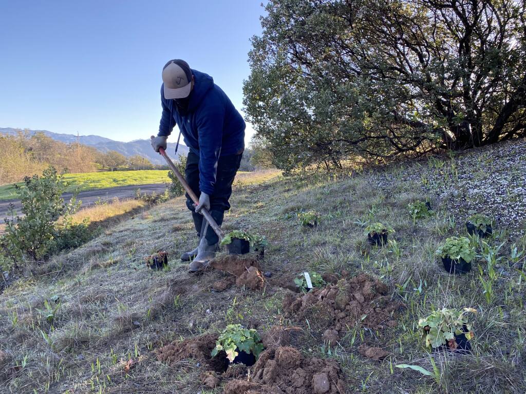 Workers in February planted habitat plants at Jordan Winery. (Jordan Vineyard & Winery)