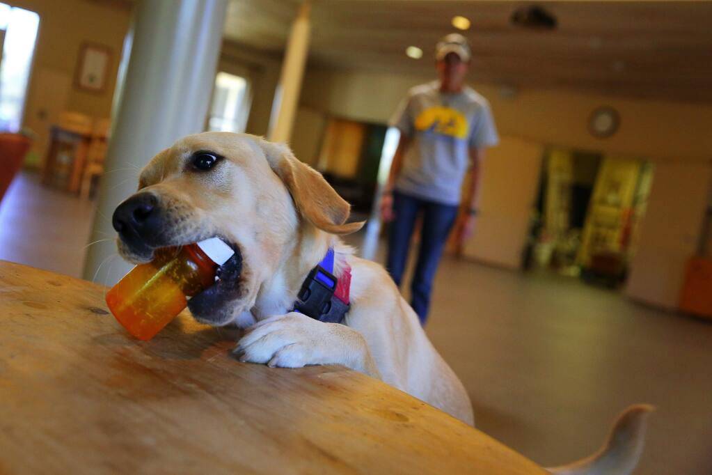 Flute retrieves a prescription medicine bottle while trainins with apprentice instructor Chelsey Darrow at Canine Companions for Independence, in Santa Rosa, on Monday, September 12, 2016. Flute is being trained as a service dog for veterans with PTSD.(Christopher Chung/ The Press Democrat)