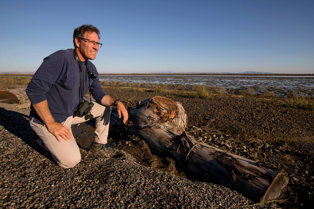 Julian Meisler, baylands program manager for Sonoma Land Trust, looks over the restored Sears Point wetlands next to a eucalyptus log anchored to the shoreline to combat levee erosion. (Darryl Bush / For The Press Democrat)