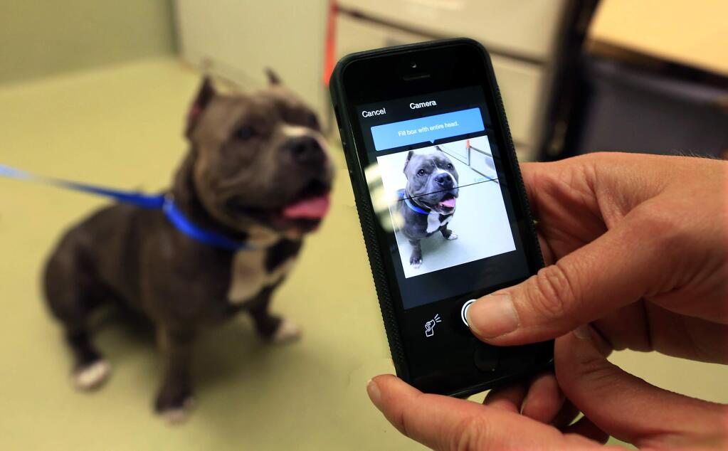 A stray American Staffordshire terrier is photographed and entered into the a facial recognition data base using the Finding Rover app at the Napa County Animal Shelter in Napa on Wednesday, May 20, 2015. (JOHN BURGESS / The Press Democrat)