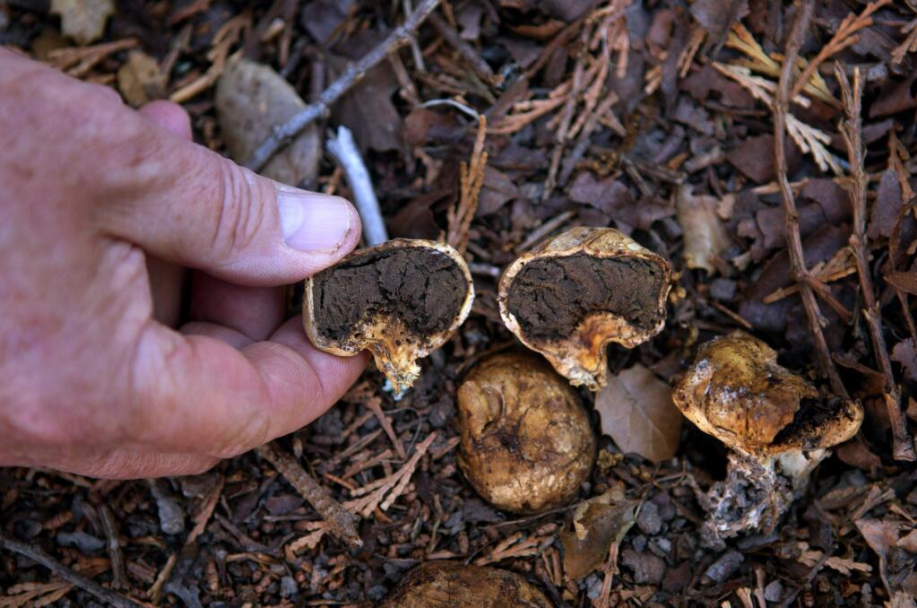 Darvin DeShazer, founder and adviser for Sonoma County Mycological Association, holds a poisonous mushroom called 'Scleroderma cepa' he found in his backyard in Sebastopol, Calif., on Sunday, June 11, 2017. (Photo by Darryl Bush / For The Press Democrat)