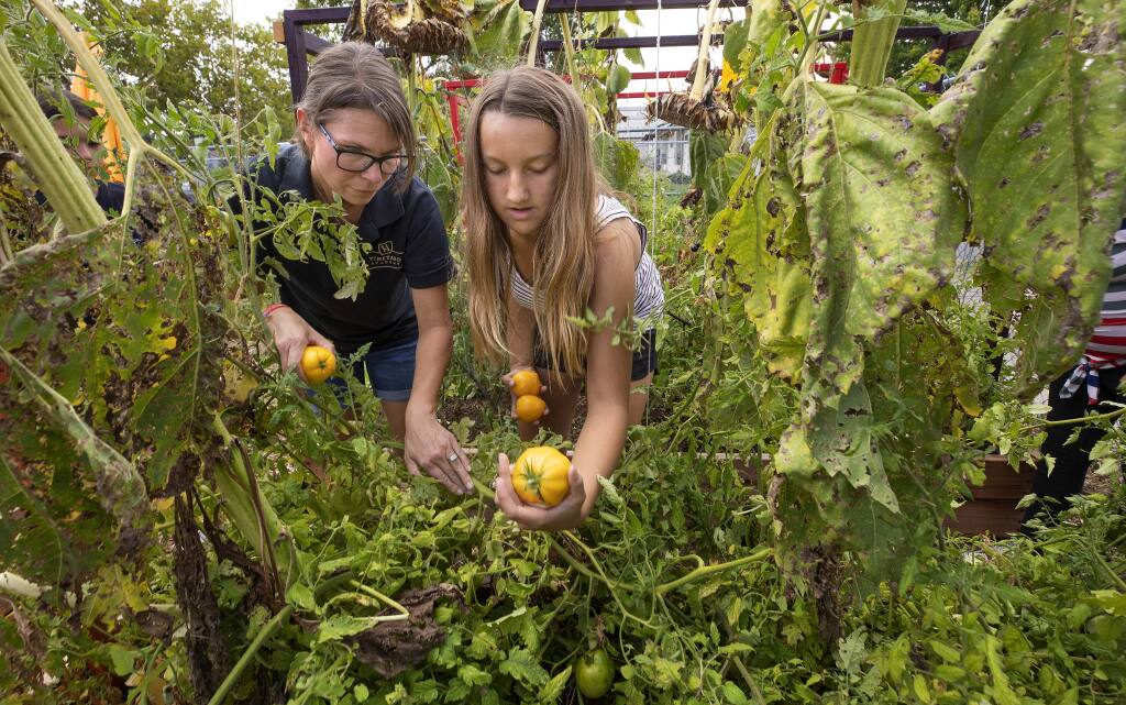 Windsor Middle School culinary program teacher Amie Lands shows Gracie Shaw, 12, how to tell if a tomato is ripe in the garden that supplies produce for use in the kitchen.(photo by John Burgess/The Press Democrat)