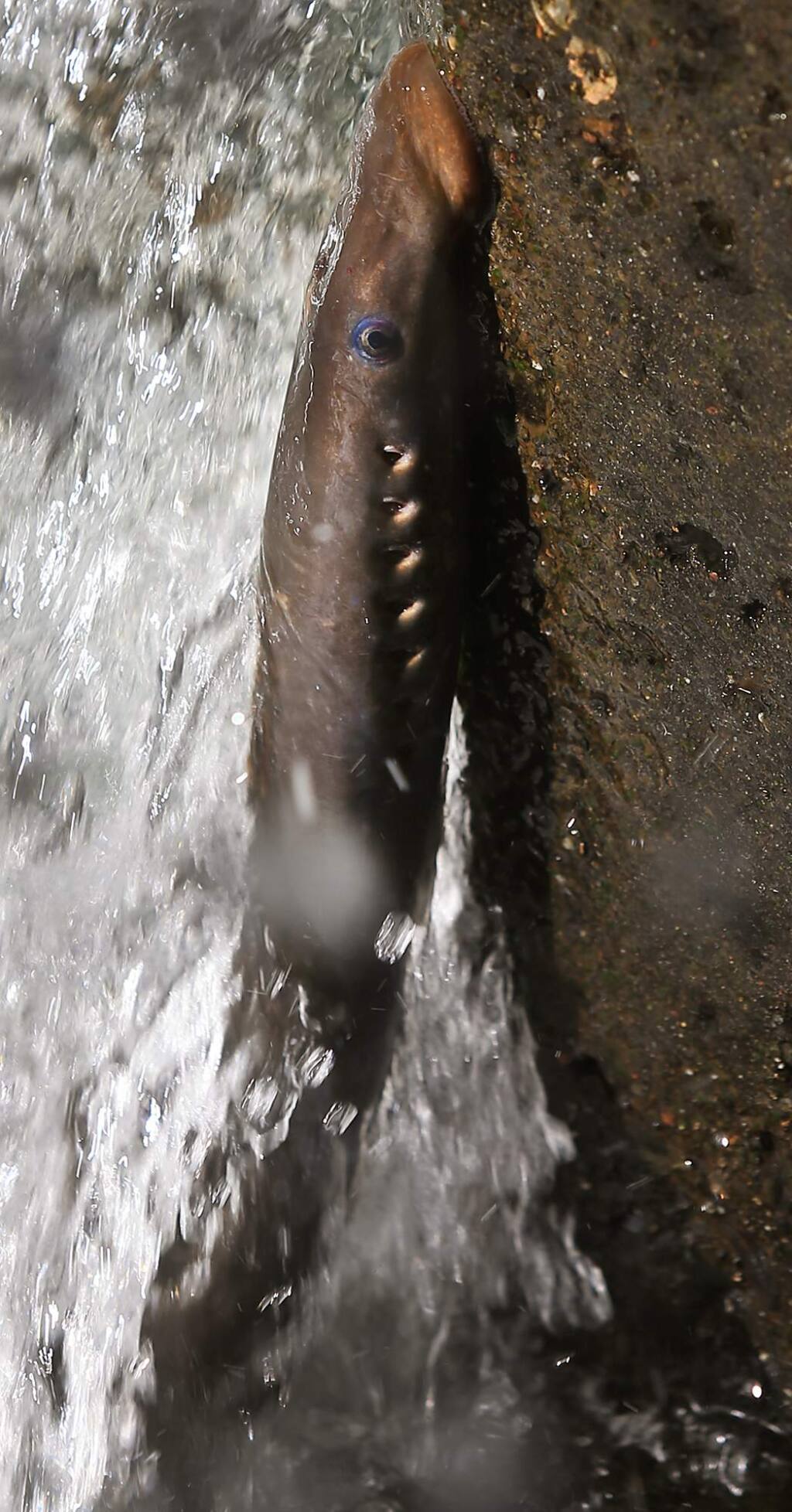 A lamprey clings to the side of a fish ladder at the Cape Horn Dam on the Eel River, Tuesday July 11, 2017 near Potter Valley. (Kent Porter / The Press Democrat) 2017