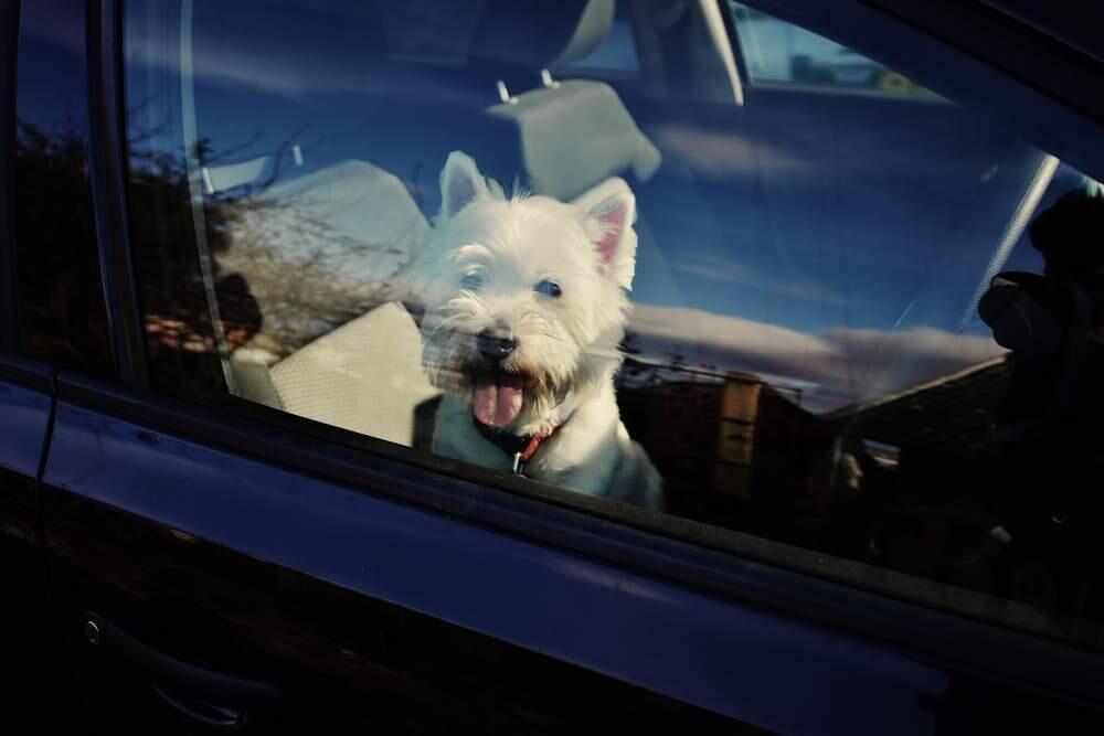 Even a few minutes, even with the windows cracked, can be fatal for a pet left in a car.