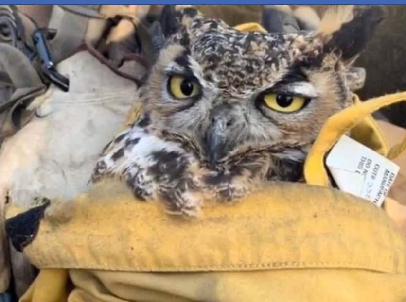 Ram the owl in a screenshot from video posted to Facebook by the Ventura County Fire Department. (Ventura County Fire Department/Facebook)