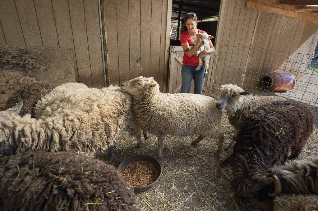 Carole Balala feeds her rescued sheep at Plum Blossom Farm in Cloverdale. Balala raises money by making and selling felted dryer balls, soaps and scarfs from their wool. (photo by John Burgess/The Press Democrat)