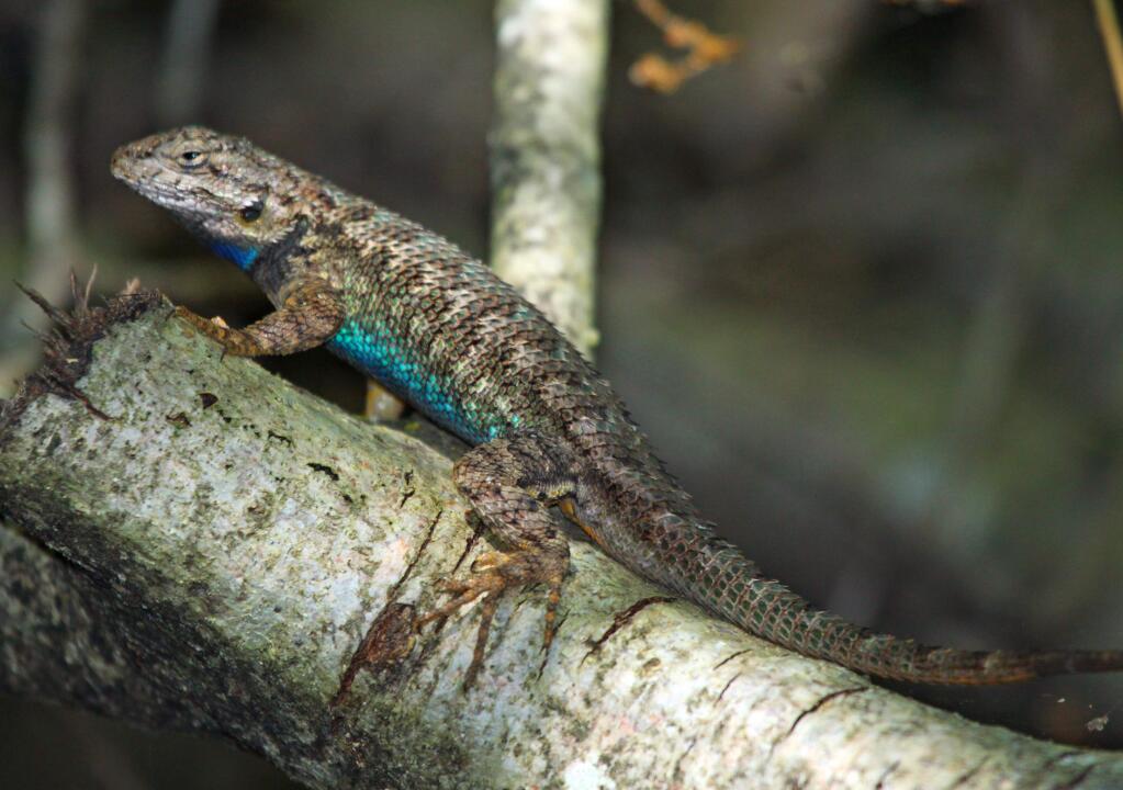 PHOTO: 1 by JOcelyn Knight -The familiar western fence lizard is best known for its blue belly. Its eggs hatch during the summer months.