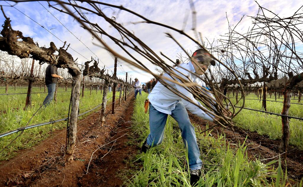 Arturo Gonzalez, a vineyard worker for Robert Young Vineyards, slaps down pruned grapevines at SRJC's Shone Farm in Forestville. (Kent Porter / Press Democrat) 2015