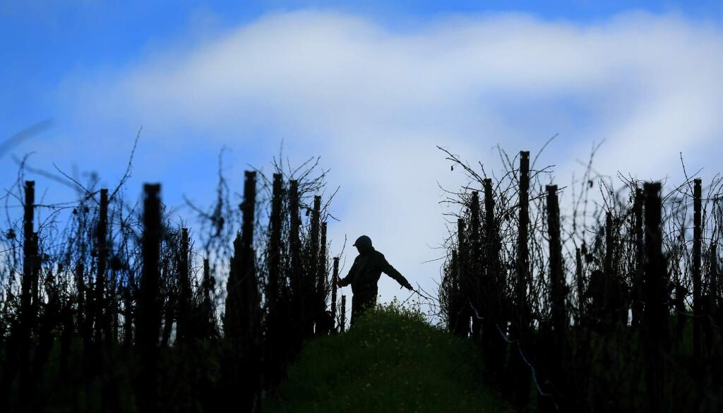 Field worker Jesus Padilla of Clendenen Vineyard Management prunes wine grape vines as the latest in a long line of storms clears, Thursday Jan. 19, 2017 in the Dry Creek Valley near Healdsburg. (Kent Porter / The Press Democrat) 2016