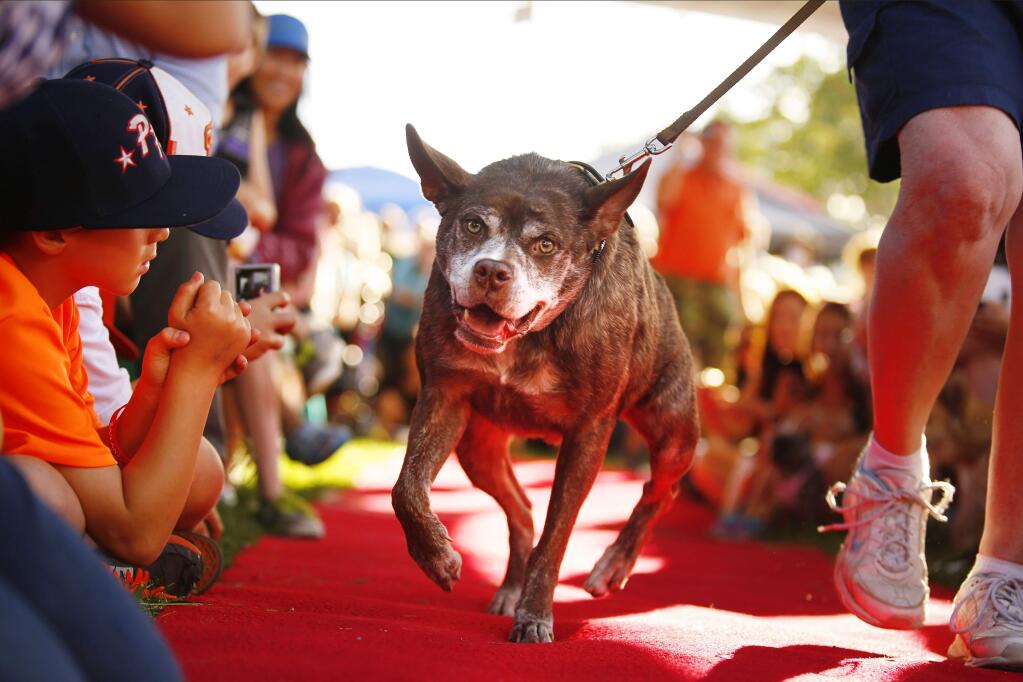 Virgina Sayre's dog Quasi Modo walks down the red carpet during the 2014 World's Ugliest Dog Contest at the Sonoma-Marin Fair in Petaluma. (Conner Jay/The Press Democrat)