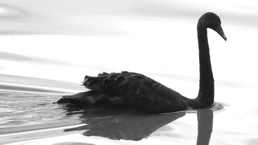 Black swans were thought not to exist until the 16th century when Dutch explorers discovered a species in western Australia.