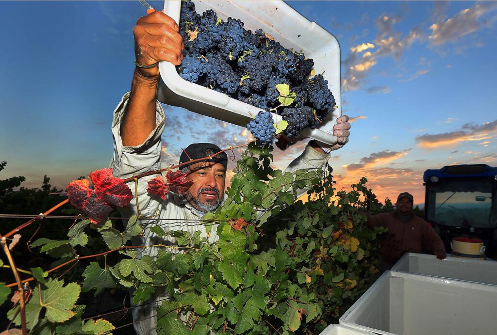 Jaime Losano empties the first bin of grapes in the 2016 harvest, pinot meunier used to make champagne at Mumm Napa, at Green Island Vineyard in American Canyon on Thursday morning. (John Burgess/The Press Democrat)