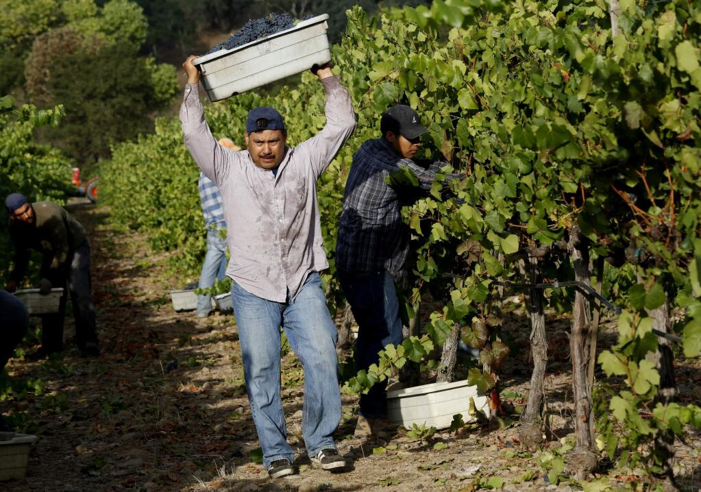 Workers harvest pinot noir grapes at Vyborny's Game Farm vineyard on Wednesday, July 22, 2015 in Yountville, California . (BETH SCHLANKER/ The Press Democrat)