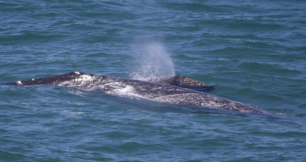 A gray whale and her calf migrate north past Bodega Head on Thursday, April 30, 2015. (Christopher Chung/ The Press Democrat)