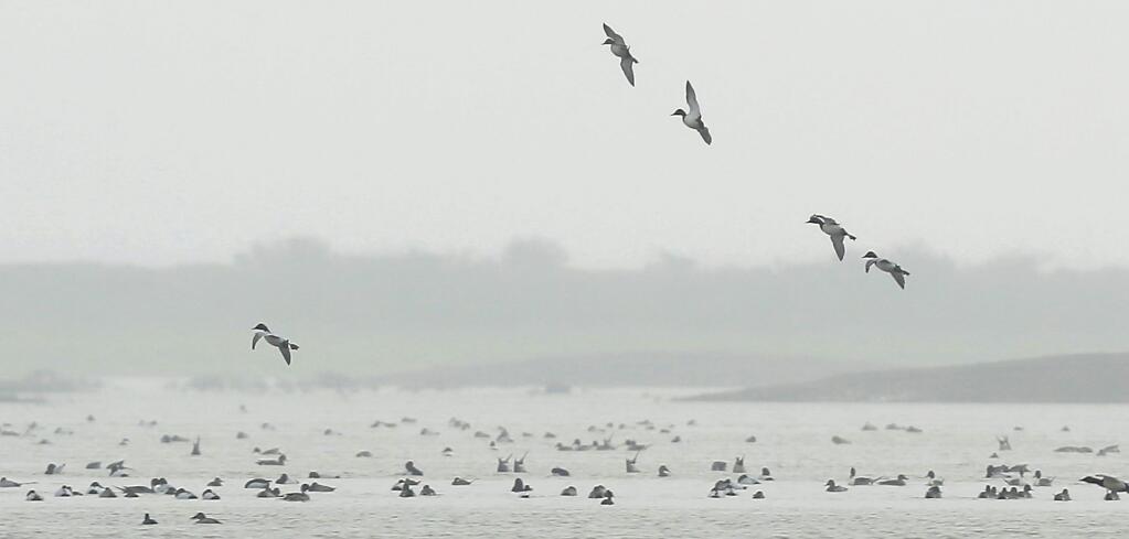 Ducks glide in for a landing at Sonoma Land Trust's Sears Point Restoration Project on Friday, Jan. 16, 2015 . (KENT PORTER/ PD)