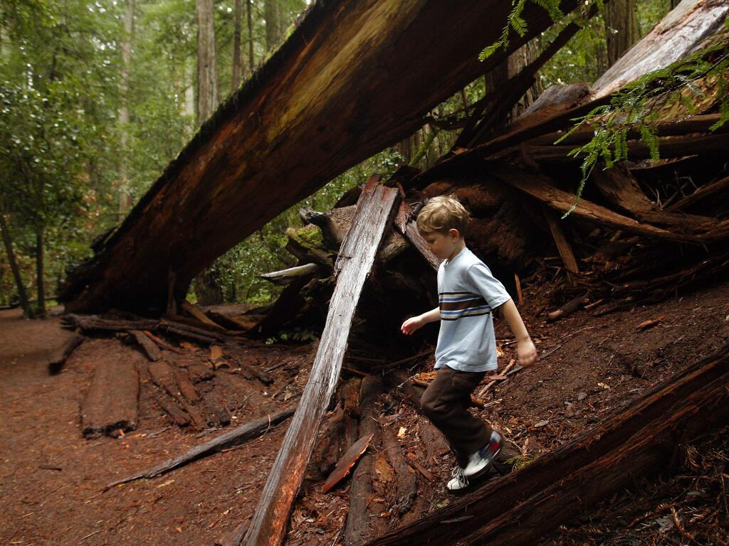 Lincoln Marks, 5, of Sacramento explores a downed giant redwood in Armstrong Redwoods State Reserve.
