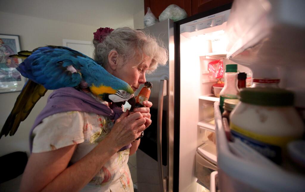 Johanna Wallace smells different bottles from the refrigerator to find the right one for her stir fry dinner she was preparing in her Santa Rosa home while her pet parrot, 'Tango' sits on her shoulder, Monday, July 21, 2014. Wallace is blind and deaf. (Crista Jeremiason / The Press Democrat)