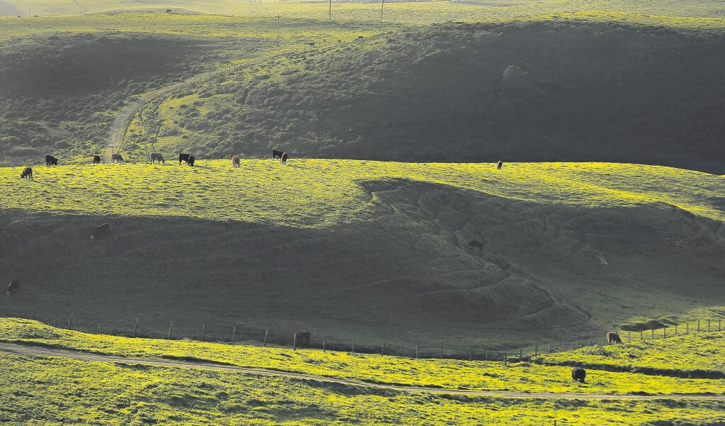 Cattle graze on historic ranches near Pt. Reyes National Seashore. The seashore is one of the few national parks that lease land to private ranching. (Kent Porter / Press Democrat) 2016