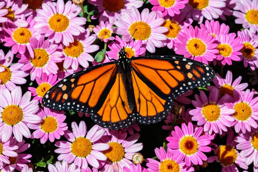 A Monarch butterfly rests on a bed of bright pink flowers in Phoenix, Arizona. (David G. Hayes)