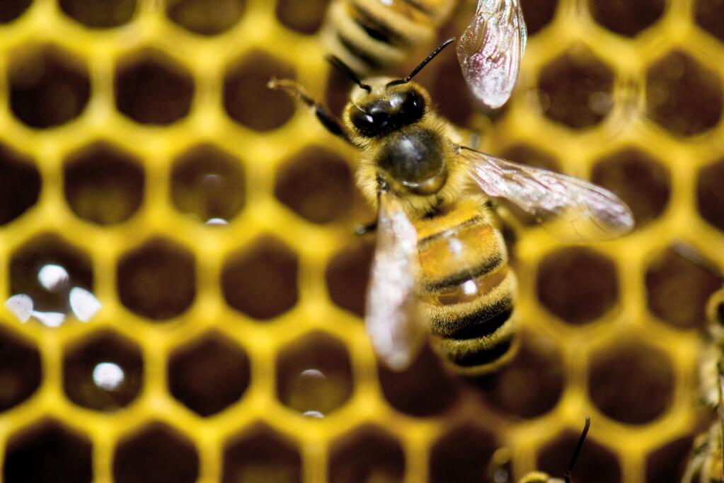 The federal government hopes to reverse America's declining honeybee and monarch butterfly populations by making more land bee-friendly, spending more money on research and considering a reduction in the use of pesticides. (ANDY DUBACK / Associated Press)