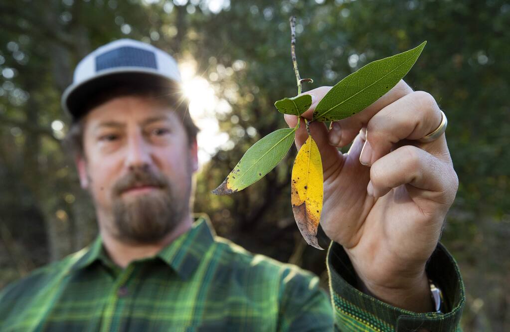 Jason Mills, restoration manager with the Sonoma Ecology Center, holds a branch of a bay tree with leaves infected with the pathogen that causes sudden oak death. (John Burgess/The Press Democrat)