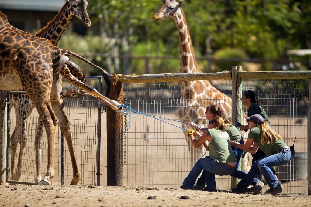 Safari West keepers Erika Mittleman, Katie Toole, Jen Bates and Marie Barbera pull a Masai giraffe from her mother Jamala when the birth failed to progress after a couple of hours on Wednesday morning. The baby shares her birthday with her mother who turned 20 today. (photo by John Burgess/The Press Democrat)