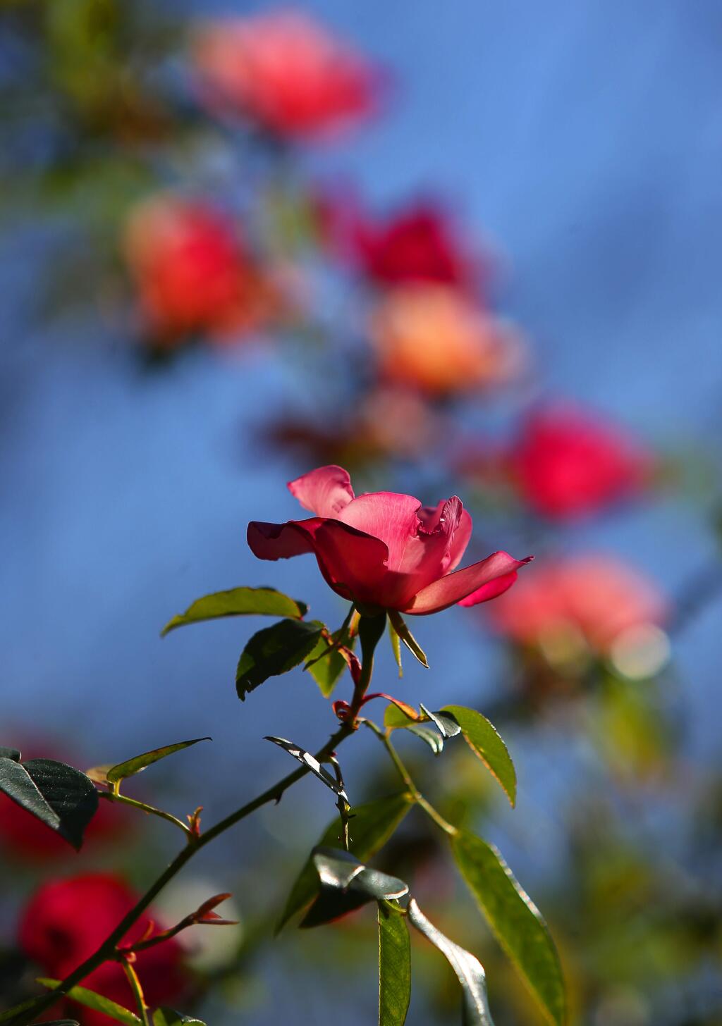 Rosa chinensis spontanea bloom at the Quarryhill Botanical Garden in Glen Ellen on Tuesday, March 14, 2017. (Christopher Chung/ The Press Democrat)