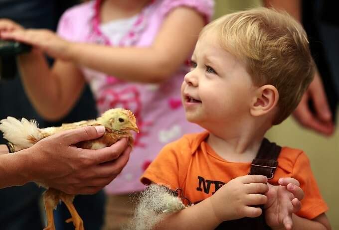 Phillip Schneider, 14 months, 'Meets a Chick' at the Tolay Fall Festival in Petaluma on Saturday, October 11, 2014.