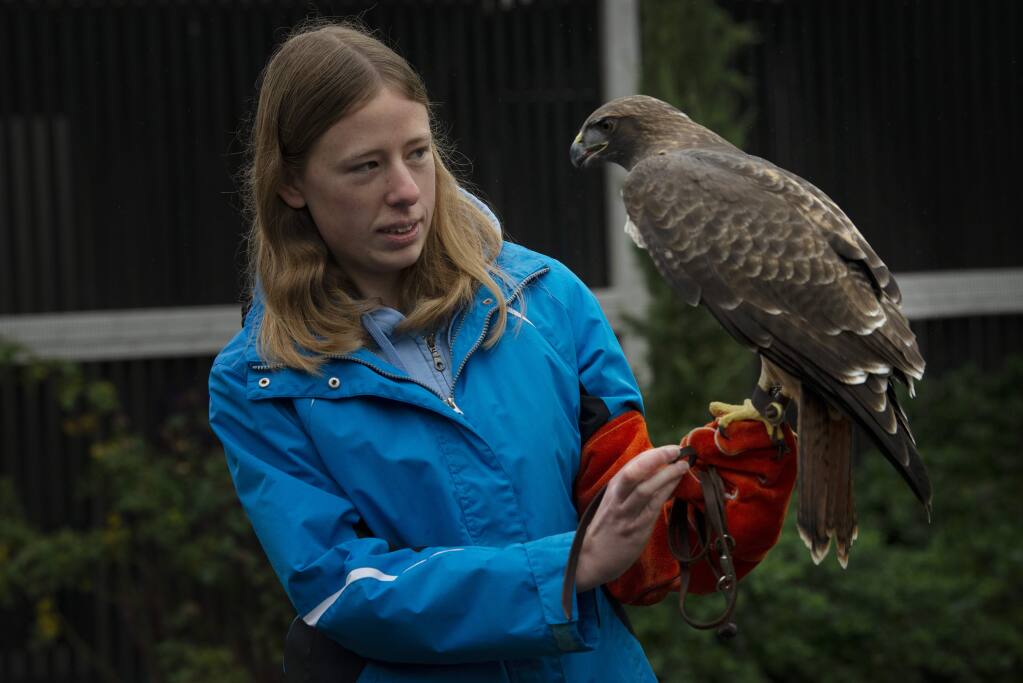 Claire Short, 21, was one of several raptor handlers-in-training interacting with visitors with a red-tailed hawk during The Bird Rescue Center's monthly open house held Saturday in Santa Rosa, California. January 5, 2019.(Photo: Erik Castro/for The Press Democrat)