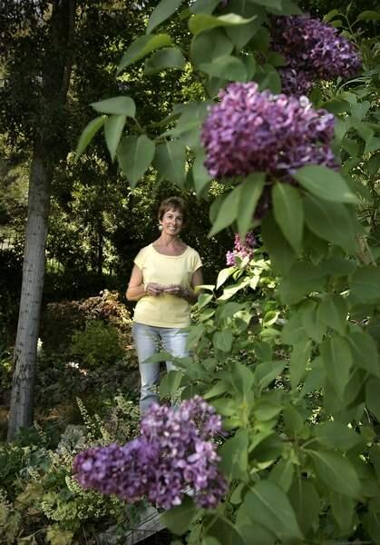 Growing lilacs in Sonoma County takes special care. Flora Fields has mastered it in her Santa Rosa garden. (John Burgess/The Press Democrat)