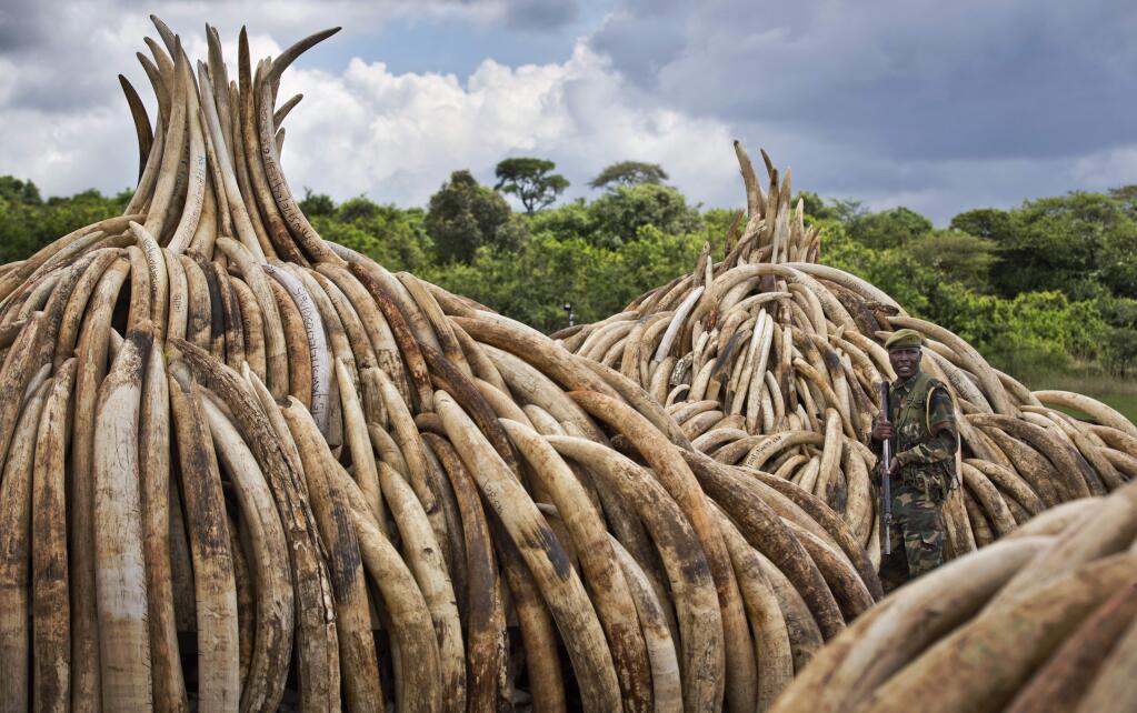 A ranger from the Kenya Wildlife Service (KWS) stands guard near some of around a dozen pyres of ivory, in Nairobi National Park, Kenya Thursday, April 28, 2016. The wildlife service has stacked 105 tons of ivory consisting of 16,000 tusks, and 1 ton of rhino horn, from stockpiles around the country, in preparation for it to be torched on Saturday to encourage global efforts to help stop the poaching of elephants and rhinos. (AP Photo/Ben Curtis)