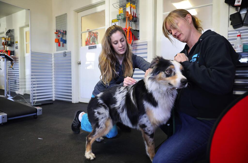 Devotion Animal Hospital associate veterinarian Dr. Rachel Denney, left, administers the canine influenza vaccine to Blu, an Australian shepherd, while Natalie Grail, co-owner of K9 Activity Club, helps to hold the dog still, at her facility in Santa Rosa on Wednesday, February 14, 2018. (Christopher Chung/ The Press Democrat)