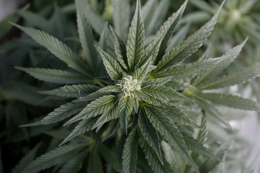 A marijuana plant grows in a hoop house at Petaluma Hill Farms in Petaluma, Calif., on Thursday, August 26, 2021.(Beth Schlanker/The Press Democrat)