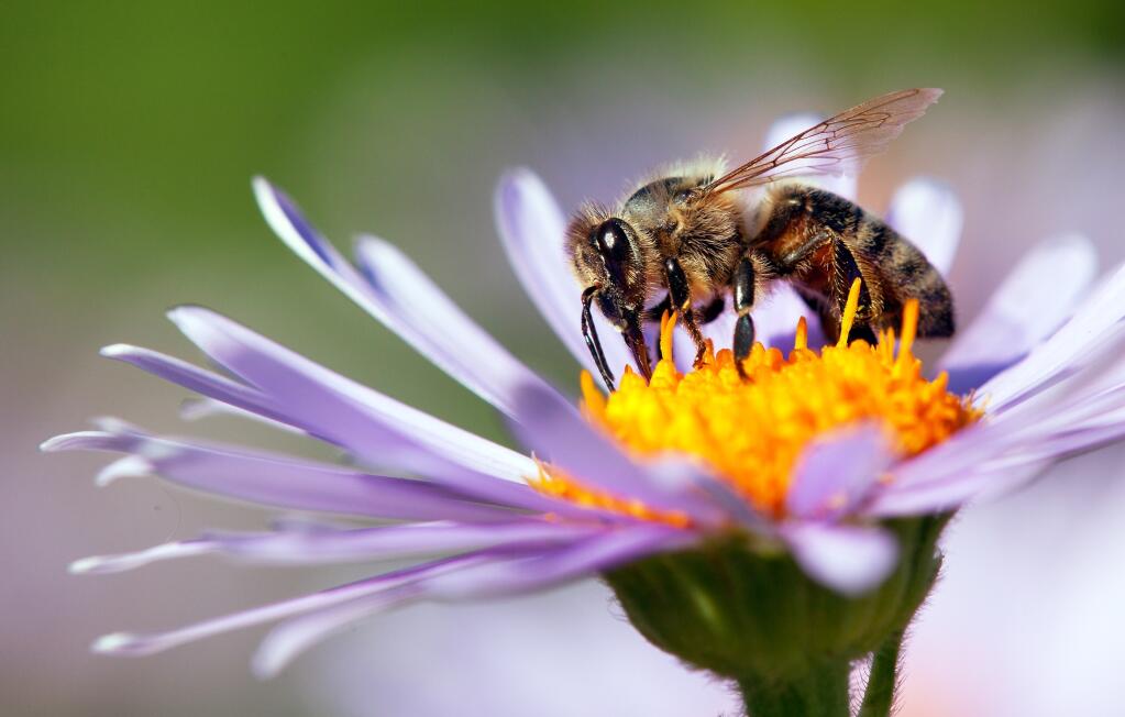 Honey bees, renowned for their vital role in pollination and their association with honey and candle wax, are the focus of an upcoming event organized by the Valley of the Moon Garden Club.