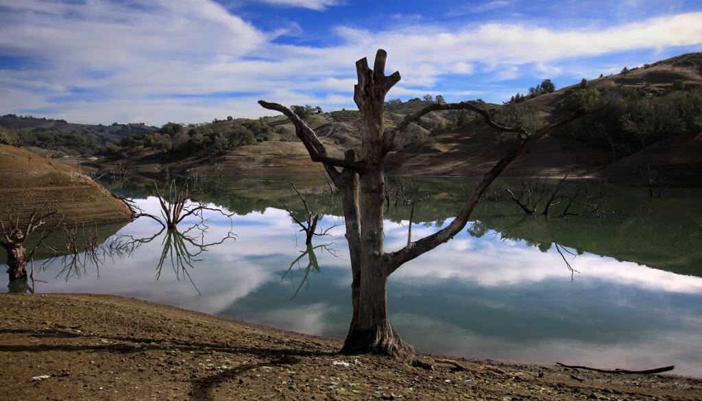 Yorty Creek on the east side of Lake Sonoma is difficult to navigate as water levels continue to drop, Friday, Jan. 15, 2021.  During an average year, the trees would be completely submerged. (Kent Porter / The Press Democrat) 2021
