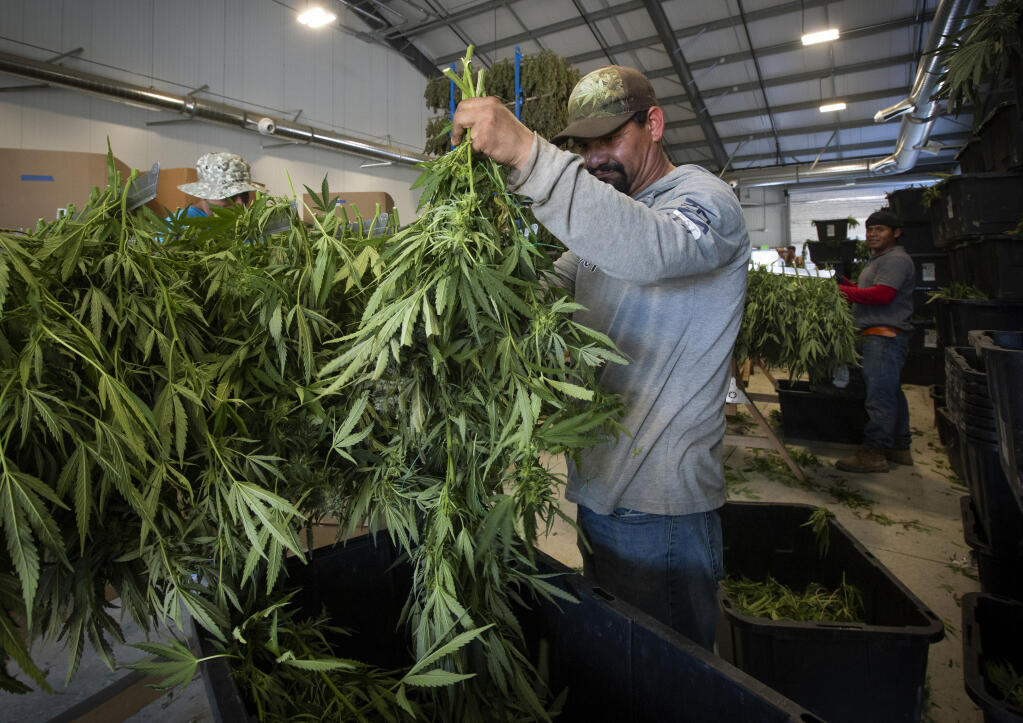 Harvested cannabis plants were trimmed and hung to dry at Erich Pearson’s farm on Trinity Road on Monday, Oct. 17, 2022. (Robbi Penglly/Index-Tribune)