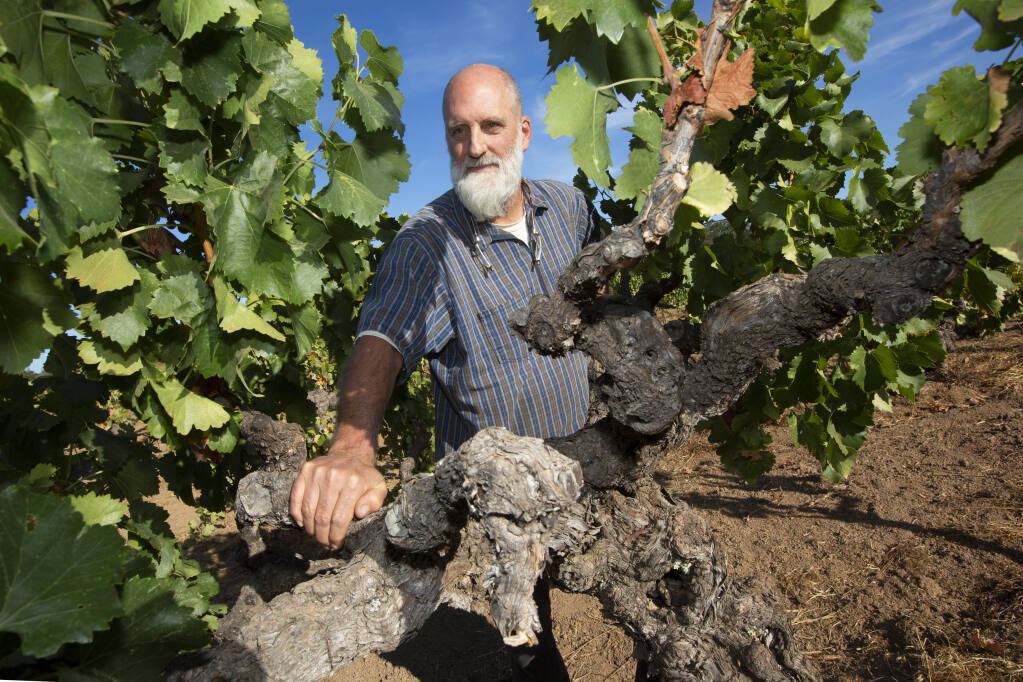 Will Bucklin with a Grenache vine that is believed to have been planted in the 1880s, in his dry-farmed vineyard in Glen Ellen on Thursday, Sept. 30, 2021. (Photo by Robbi Pengelly)