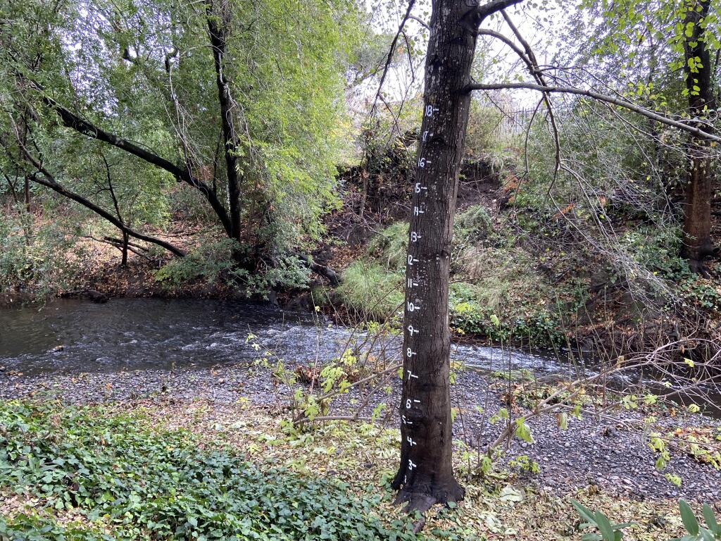 The ‘stream gauge’ markings on a tree with Matanzas Creek flowing behind. (Brett Wilkison / The Press Democrat)